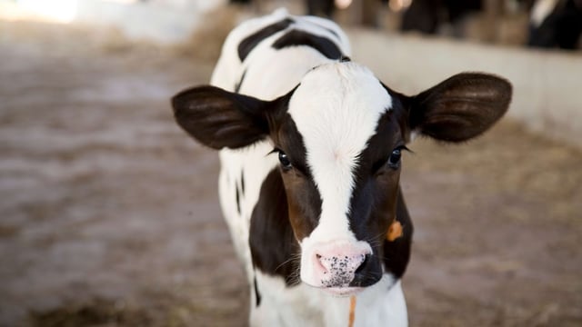 Cornish farmer wins Calf Rearer of the Year Award