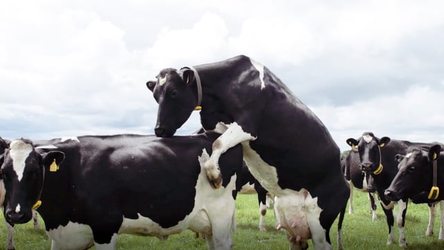 Two reasons why activity monitoring can improve your dairy reproduction results