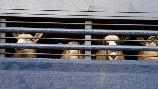 Parliamentary report on small abattoirs recommends series of government interventions