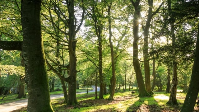 Forestry sector apprenticeship programme announced