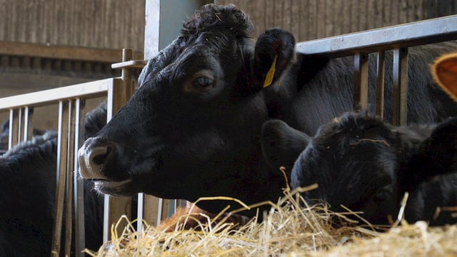 Sainsbury’s launches new beef range with 25% less carbon