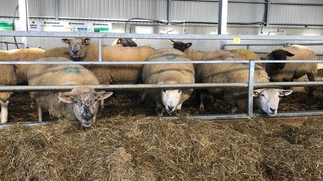 Are your ewes wasting silage? Check out how this farmer overcame this problem