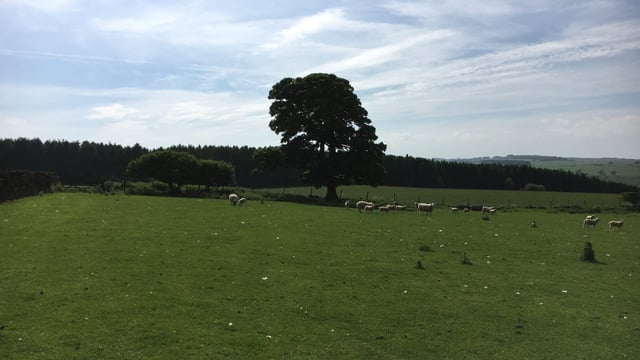 Report outlines how to improve support for tenant farmers