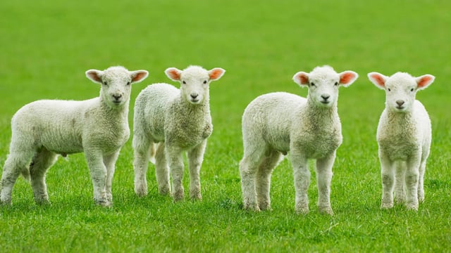 ‘Ewe protein levels important for neonatal survival’ – QMS