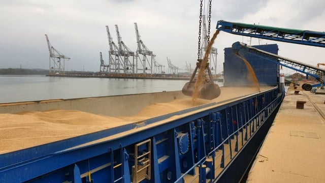 Grain price: Wheat bounces back a little