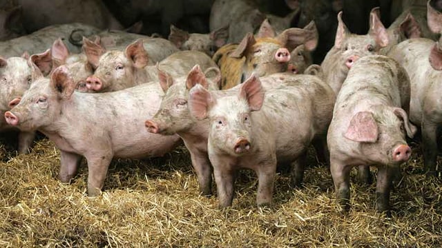 2020 EU PiG Innovation Group Grand Prix winners announced