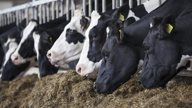Average milk yield up by nearly 300L/cow