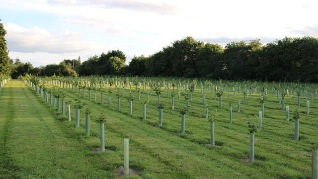 Shropshire farmers plant 4,000 trees in anticipation of ELMS changes