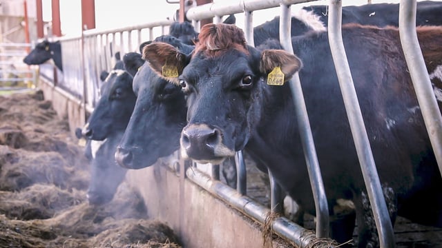 Dairy profits recover in 2020 according to Old Mill report