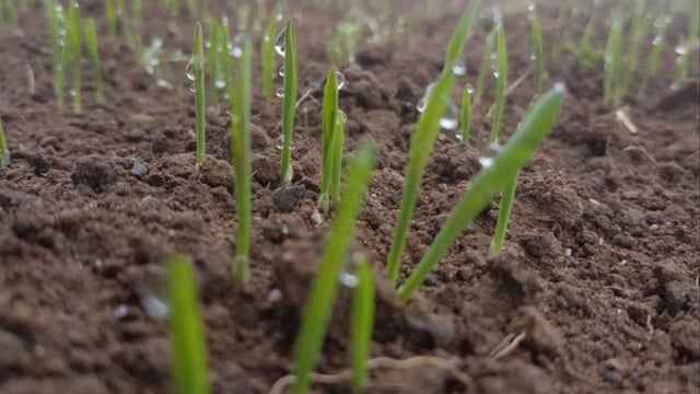 9 new varieties added to the Recommended Grass and Clover Lists