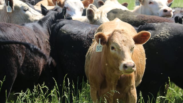 Report claims cattle in US recieve 8-9 times more antibiotics than in UK