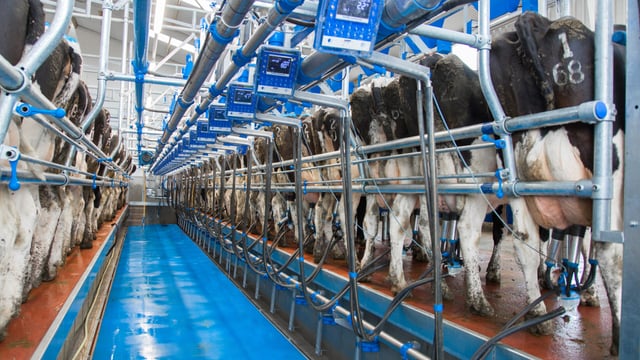 Analysis: Dairy markets continue to trend higher despite strong production