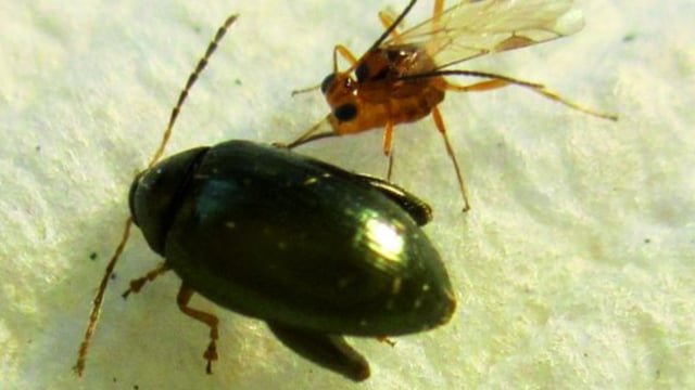 Parasitic wasp discovery offers chemical-free pest control for OSR
