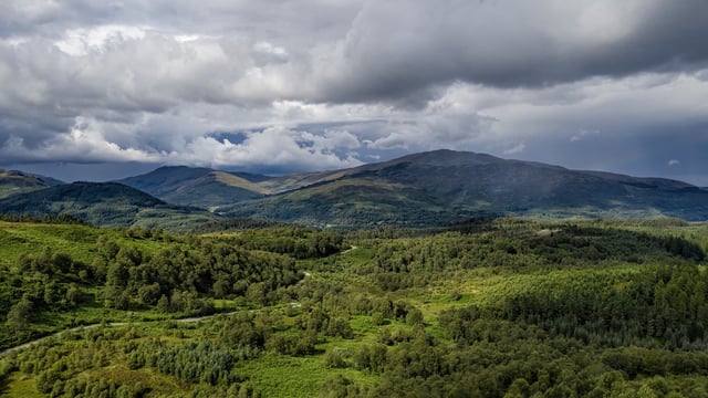 UK forestry investment market worth £121 million during 2019 – Savills report