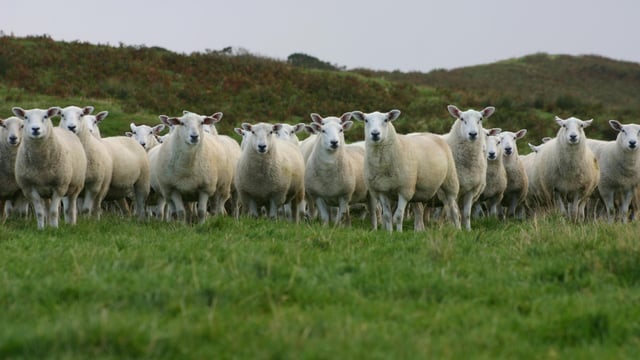 Aberdeenshire tup top of the flock in leading UK project