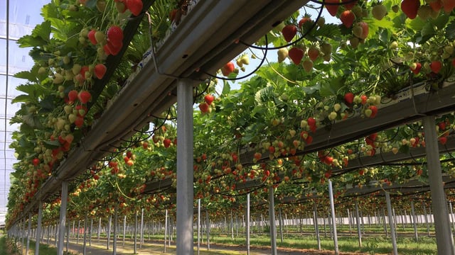 Beeswax Dyson to establish year-round British strawberry supply