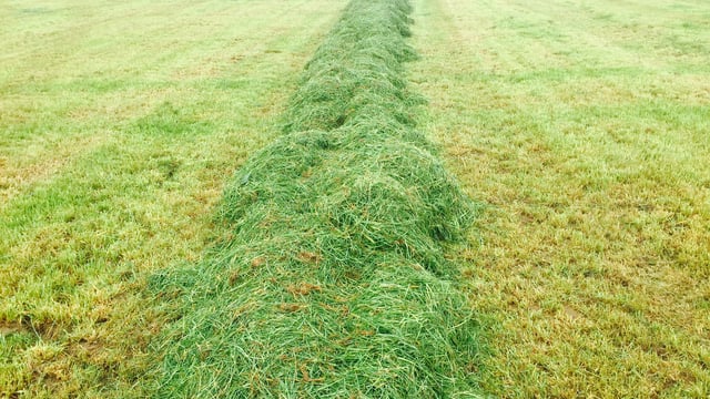 Members wanted for grassland management discussion groups
