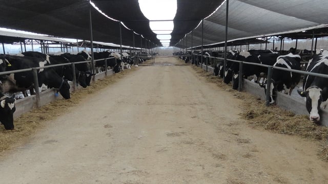 ‘Making simple modifications can help improve cattle performance when housing’