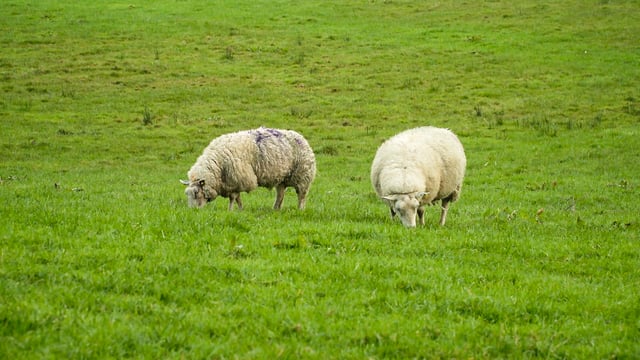 Reducing grass demand by weaning lambs and culling ewes