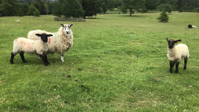‘All the elements for a wonderful rural lifestyle’: 84ac farm for sale in Scotland