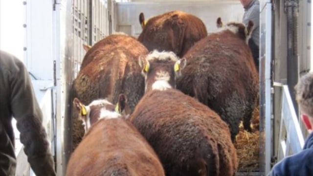 Surge in southern cattle being sent to factories in Northern Ireland