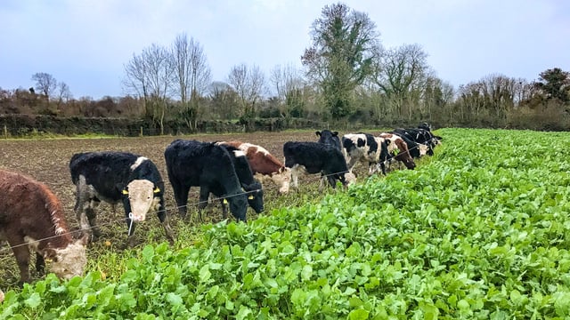 Sowing kale as a winter feed