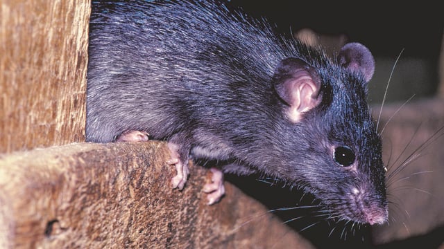 Resistant ‘super rats’ are breeding in the UK