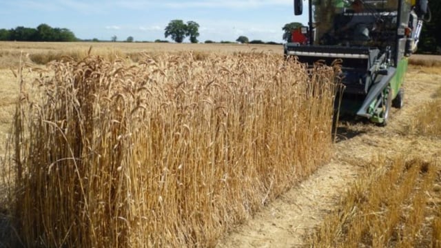 Innovative plant health tool honoured in agri-tech awards