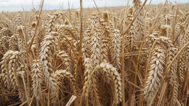 Global wheat production forecast down, but surplus remains