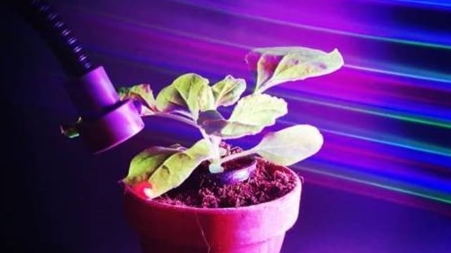 New research paves way for coloured lights to boost plant yields