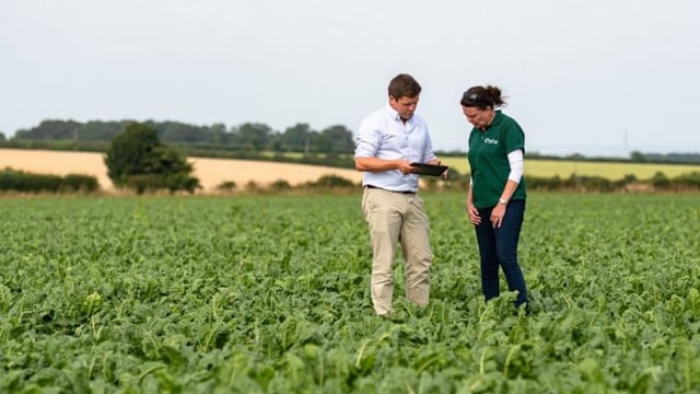 UK sugar beet growers to receive first ever market-linked bonus pay-outs