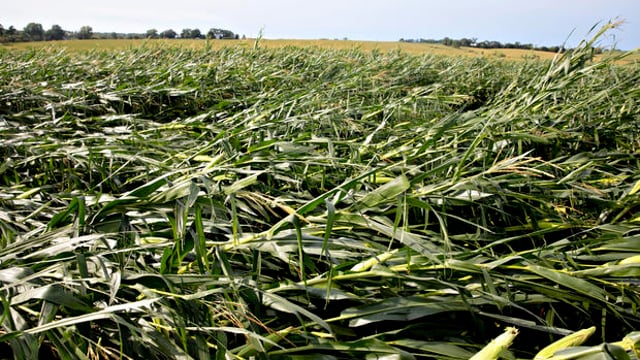 Winds topple US corn crops