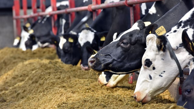 US study shows benefits of feeding fatty acids yield to early lactation cows