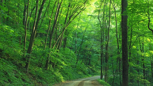 New measures announced to combat spreading tree disease