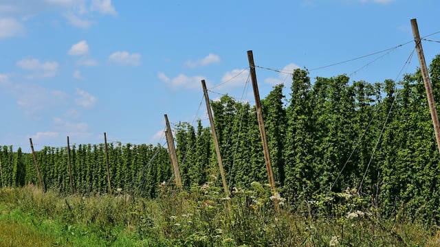 Hop growers left questioning their viability after drop in demand due to Covid-19