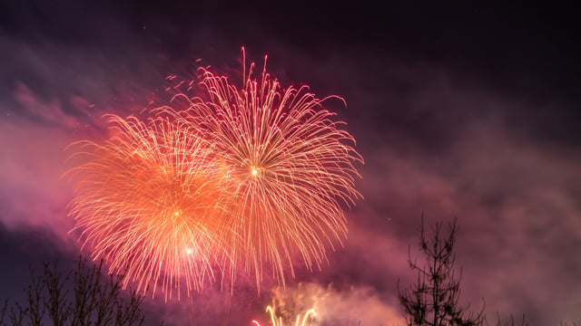 Spark of joy for animal welfare after recommendations for fireworks