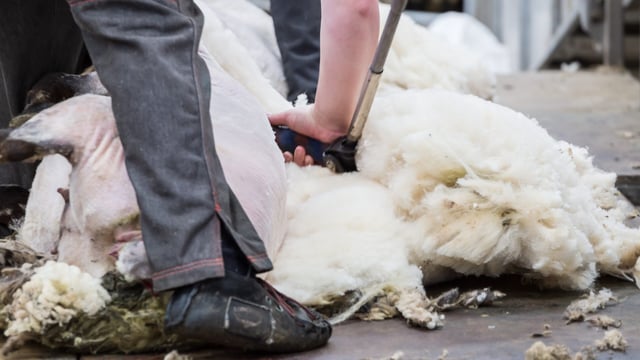 Welsh shearer to attempt to shear sheep for 9 hours to break record