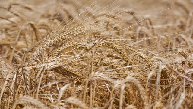 Survey reveals mixed picture of Scotland’s 2023 harvest