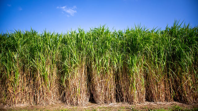 Norfolk farmer to host Terravesta miscanthus farm walk
