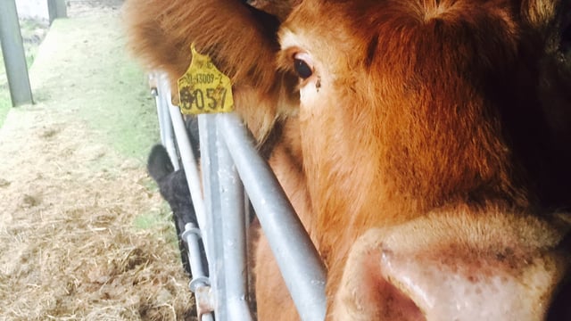 Covid TB test easements to end in NI