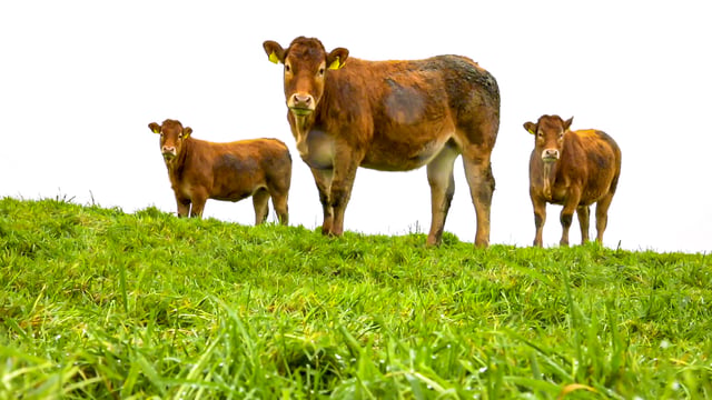 NI stakeholders warn of potential objection to Irish Grass-Fed Beef PGI