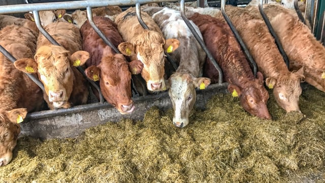 Cow trade takes another setback in Northern Ireland