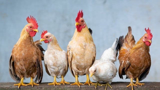 ‘Protecting bird health and welfare is our number 1 priority’ – NFU