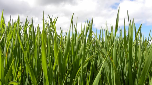 Organic production on the rise across the European Union