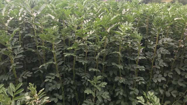 Are beans the perfect break crop?
