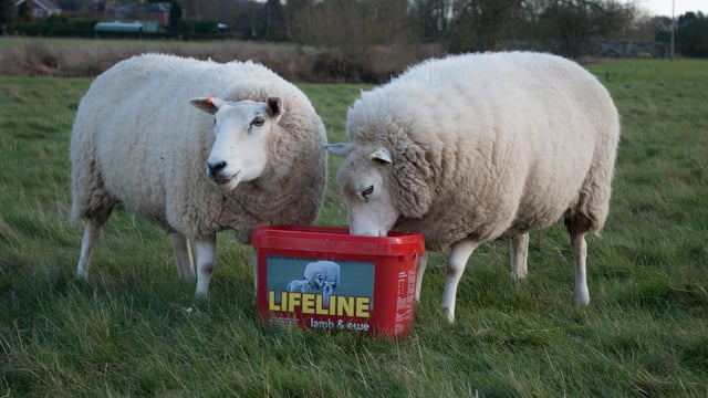 Managing ewe nutrition during lambing is essential to flock performance