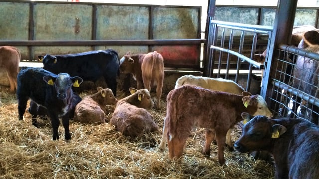 Defra: Calf housing and welfare grant now open for applications
