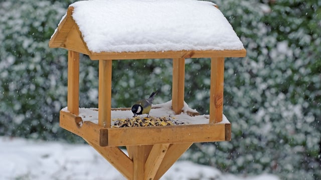 A Christmas feast for your garden birds