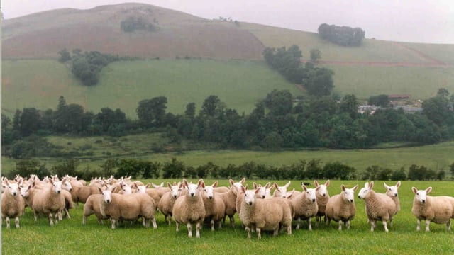 Welsh farmers reminded to complete annual sheep and goat inventory from