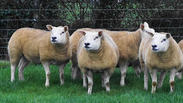 Texel Sheep Society funds to support ‘Yellow Wellies’